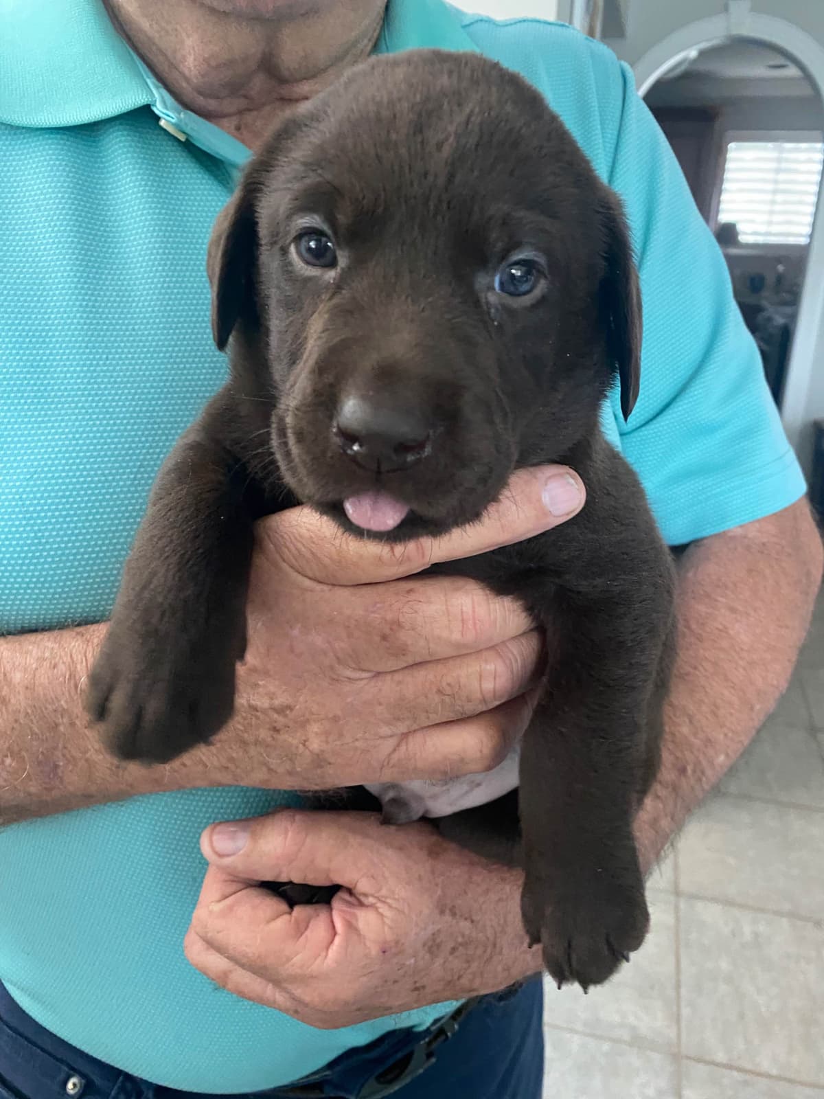 Labragirls Chocolate Labrador Retriever Puppies breeder image 9