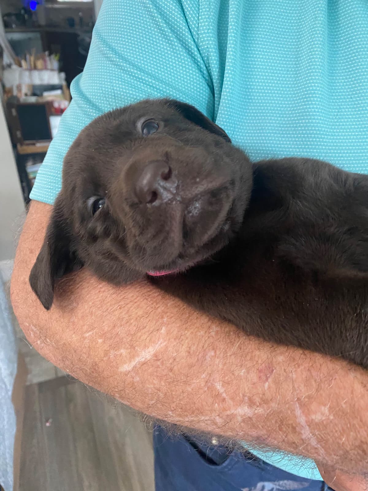 Labragirls Chocolate Labrador Retriever Puppies breeder image 12