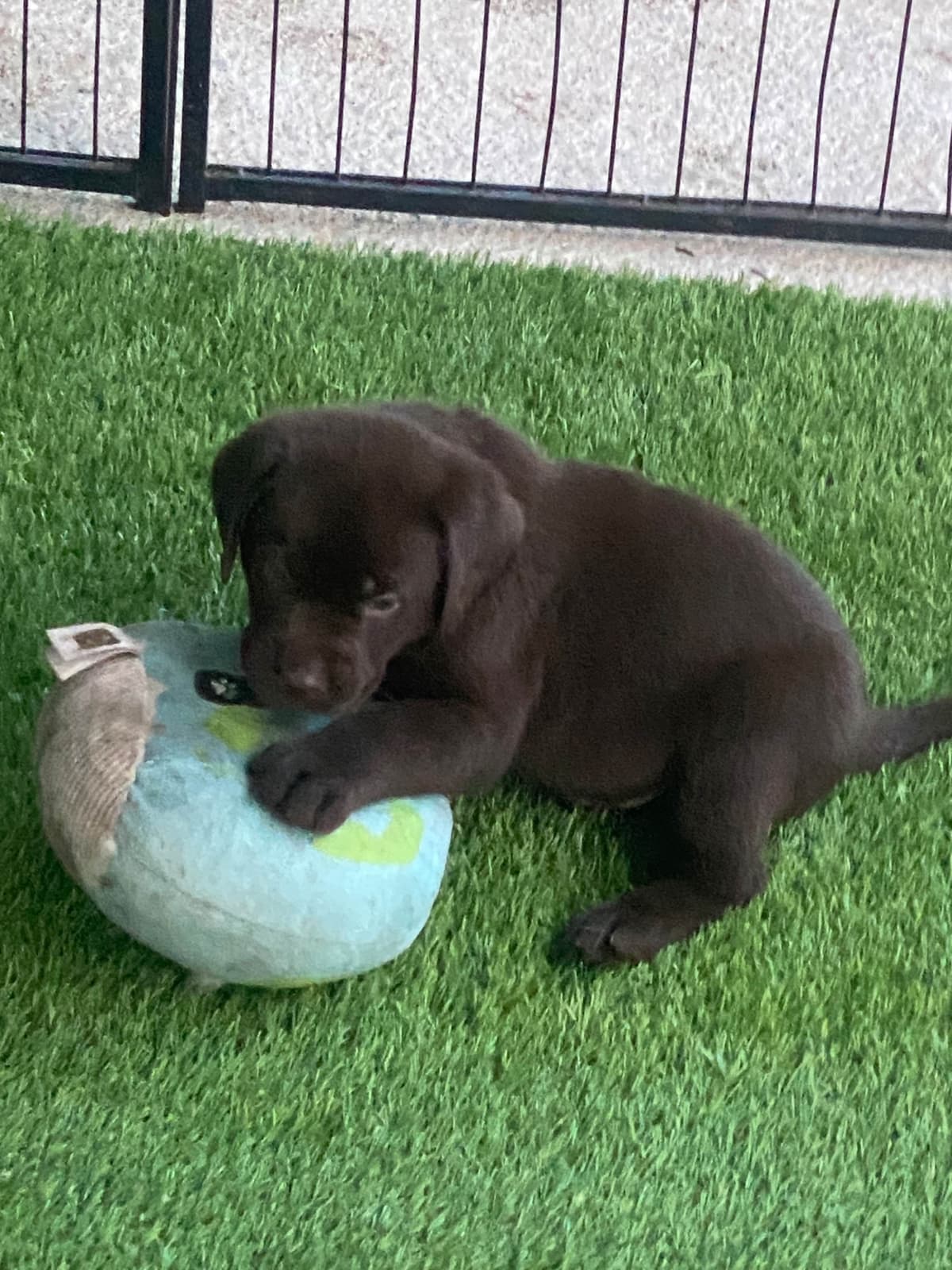 Labragirls Chocolate Labrador Retriever Puppies breeder image 14