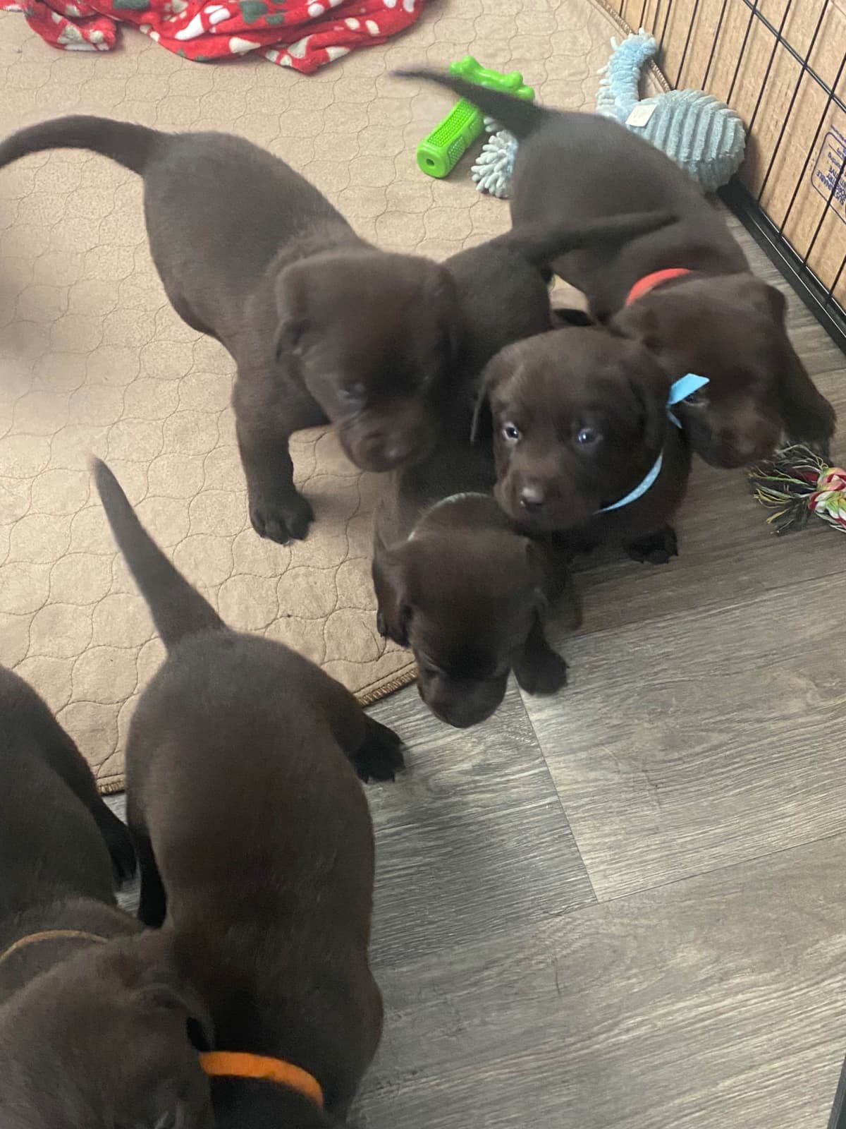 Labragirls Chocolate Labrador Retriever Puppies breeder image 13