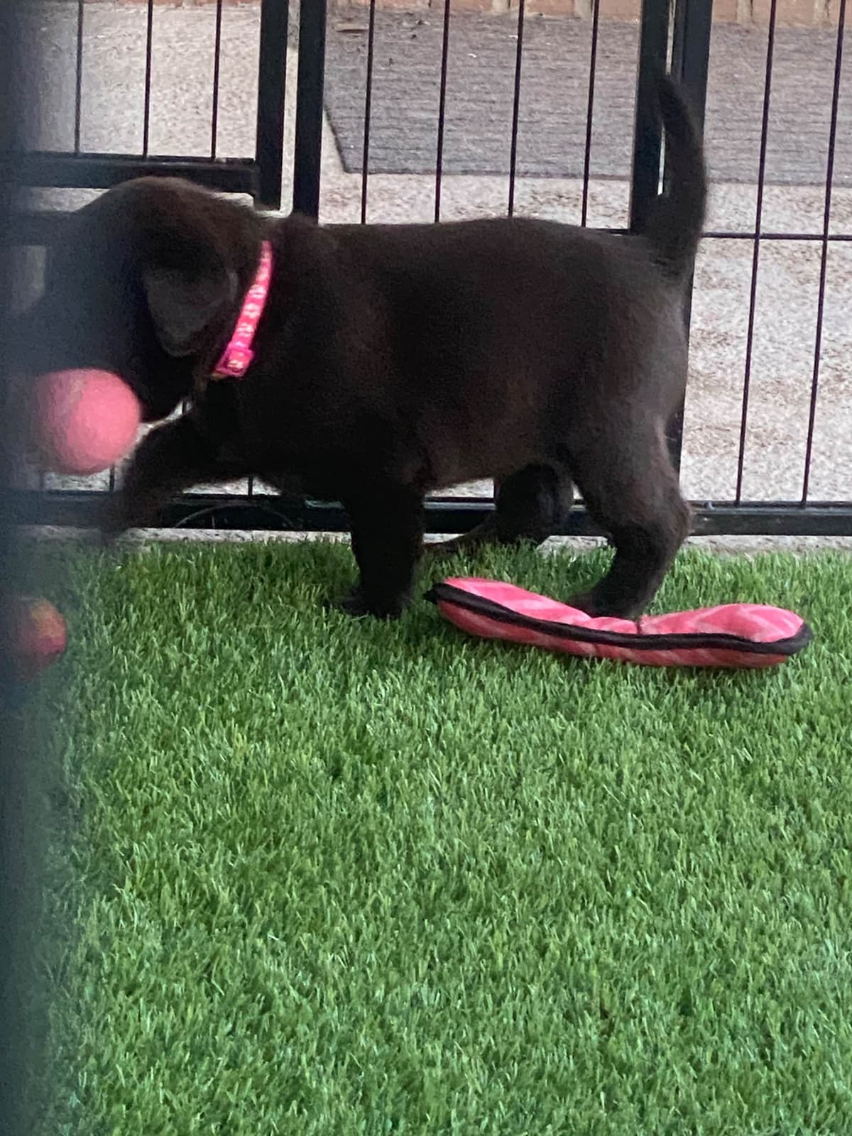 Labragirls Chocolate Labrador Retriever Puppies breeder image 15
