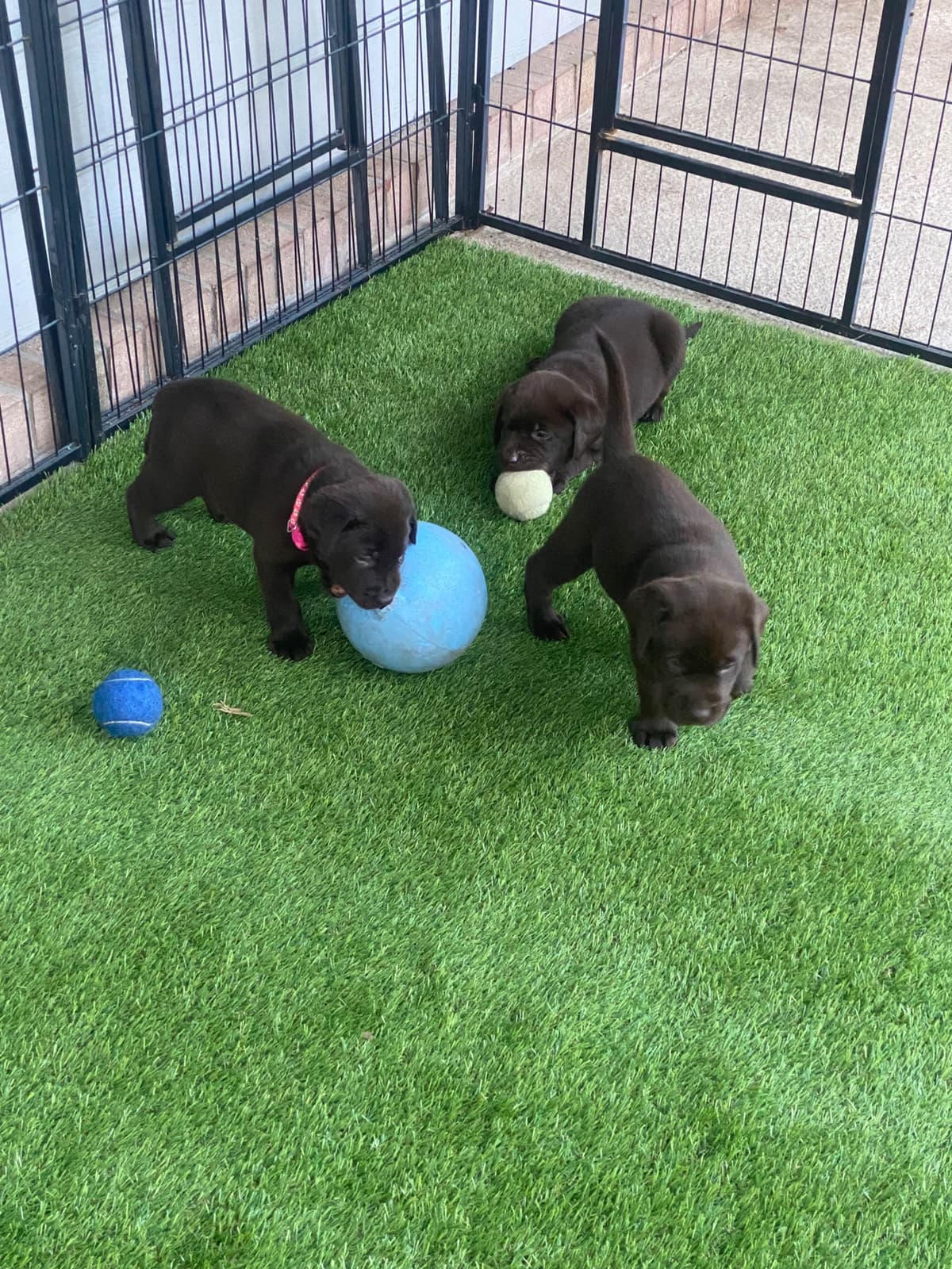 Labragirls Chocolate Labrador Retriever Puppies breeder image 17