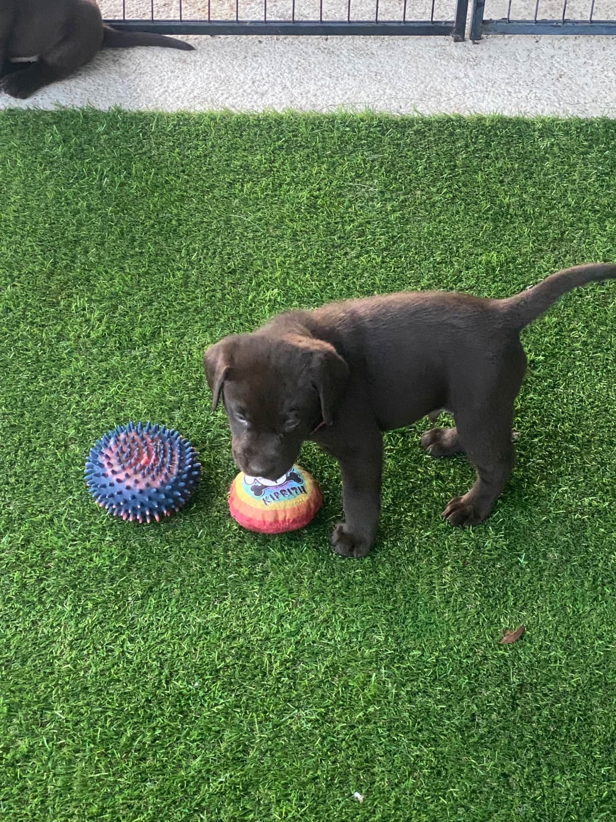 Labragirls Chocolate Labrador Retriever Puppies breeder image 16