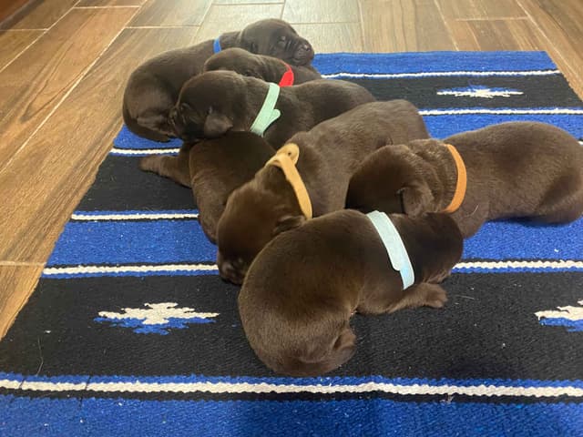 Labragirls Chocolate Labrador Retriever Puppies media 14