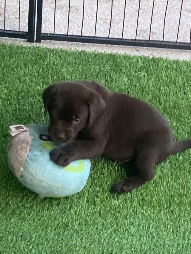 Labragirls Chocolate Labrador Retriever Puppies media 16