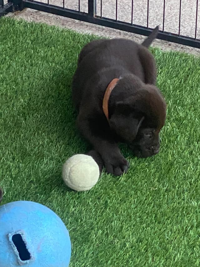 Labragirls Chocolate Labrador Retriever Puppies media 2