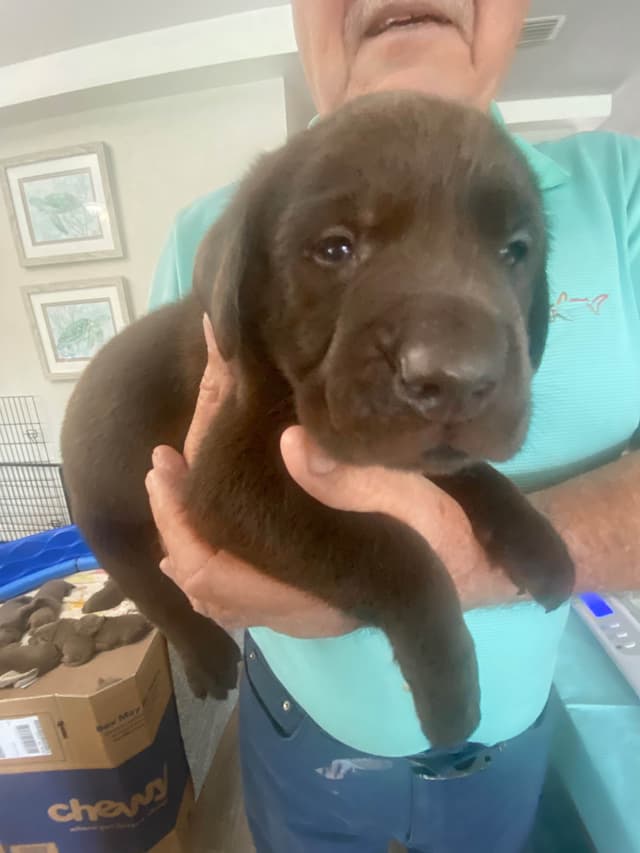 Labragirls Chocolate Labrador Retriever Puppies media 3