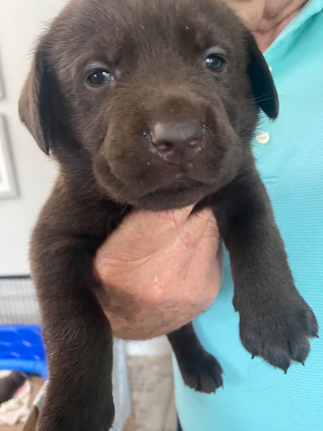 Labragirls Chocolate Labrador Retriever Puppies media 4