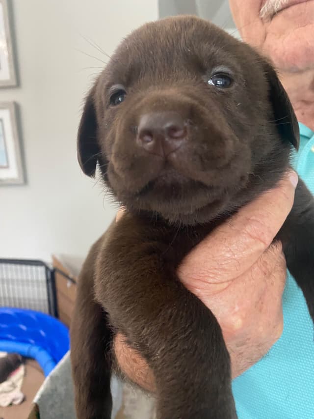 Labragirls Chocolate Labrador Retriever Puppies media 6