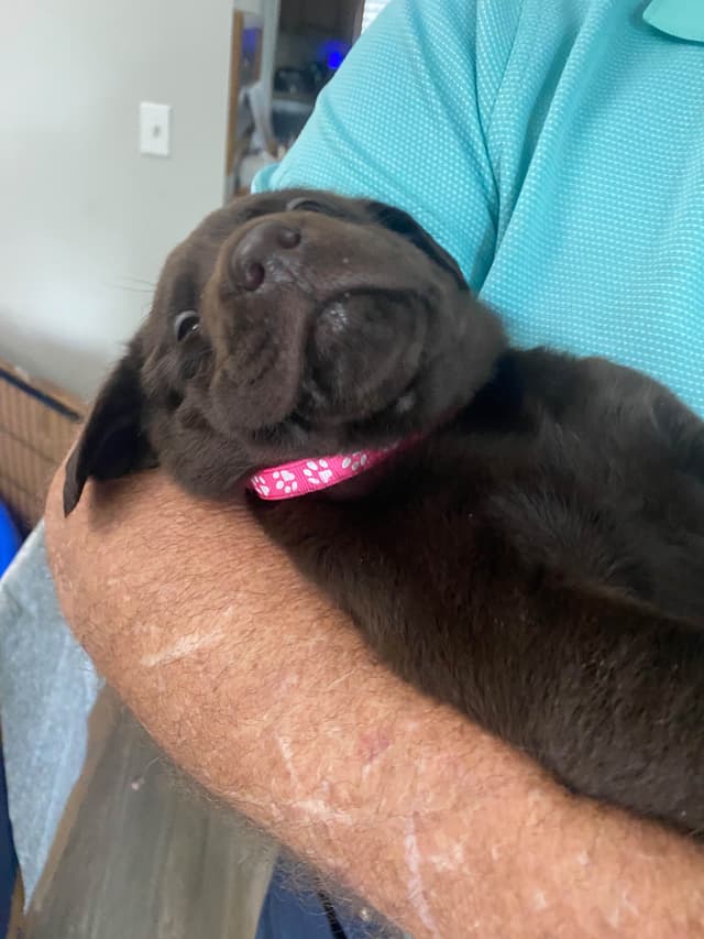 Labragirls Chocolate Labrador Retriever Puppies media 7