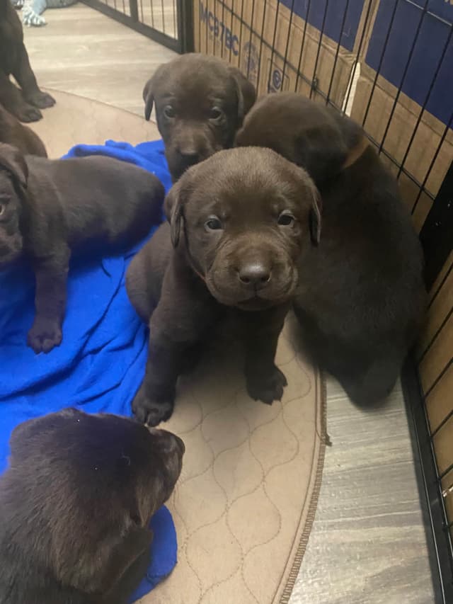 Labragirls Chocolate Labrador Retriever Puppies media 8
