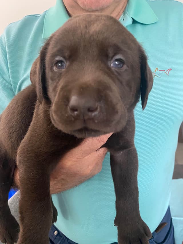 Labragirls Chocolate Labrador Retriever Puppies media 9