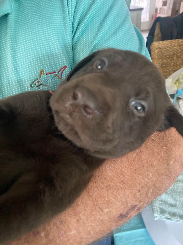 Labragirls Chocolate Labrador Retriever Puppies media 10
