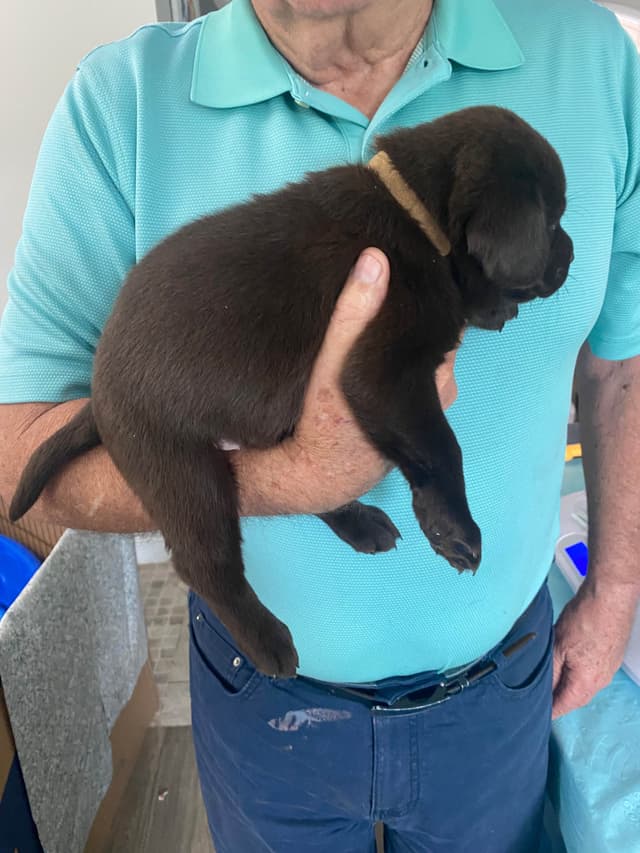 Labragirls Chocolate Labrador Retriever Puppies media 11