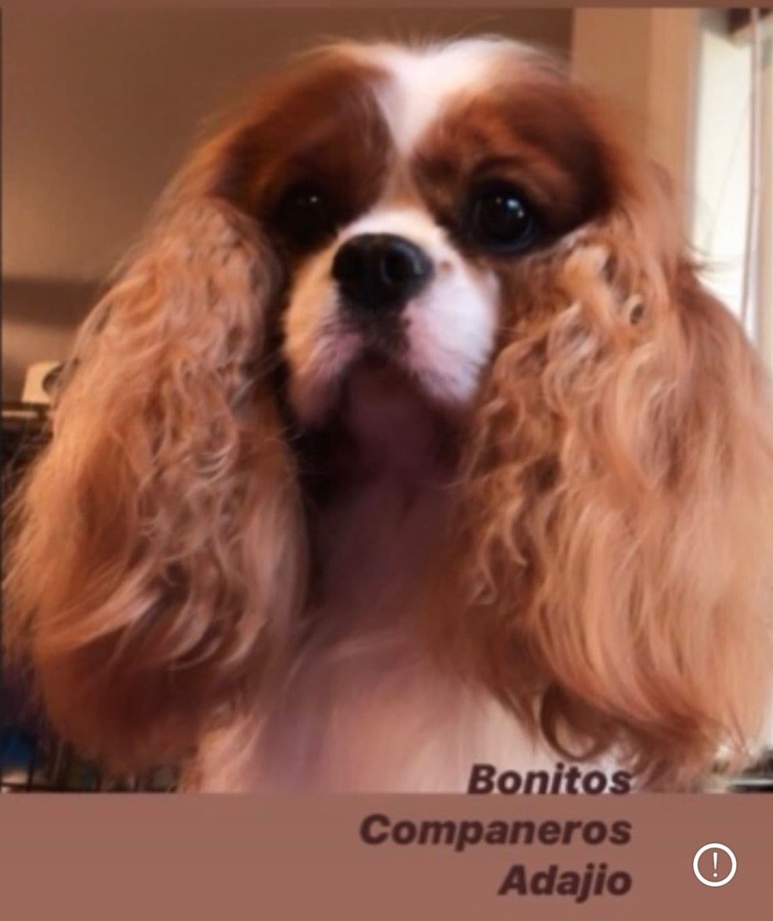 Wyndham of Petworth Cavalier King Charles Spaniel Puppies breeder image 1