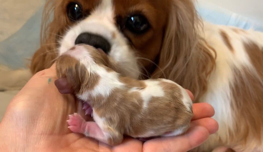 Wyndham of Petworth Cavalier King Charles Spaniel Puppies breeder image 4