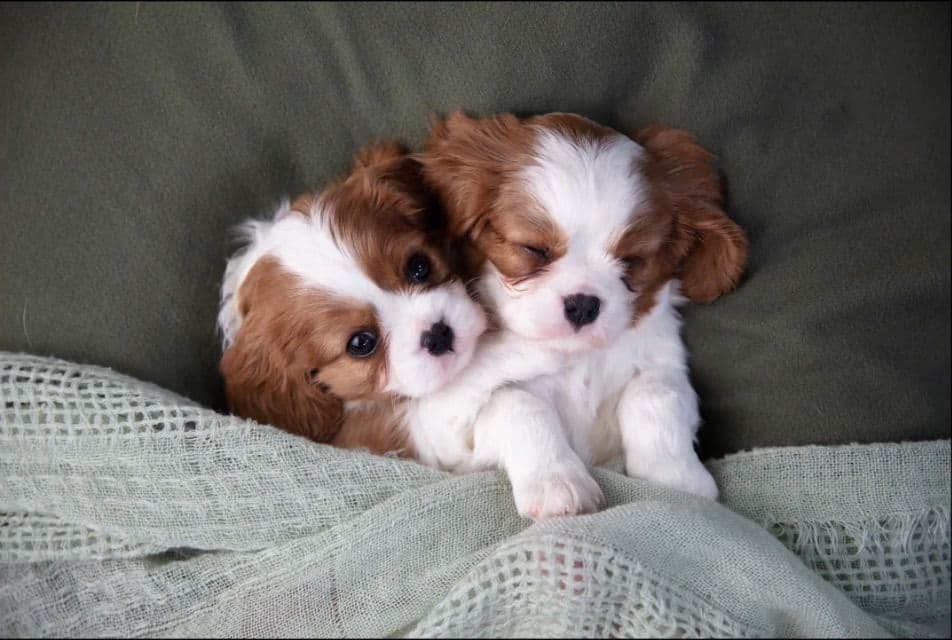 Wyndham of Petworth Cavalier King Charles Spaniel Puppies breeder image 6
