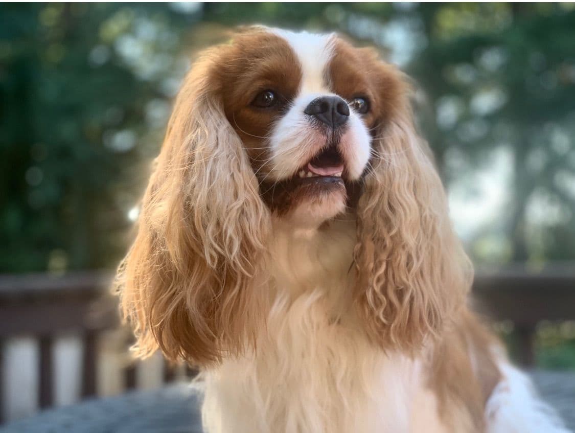 Wyndham of Petworth Cavalier King Charles Spaniel Puppies breeder image 8