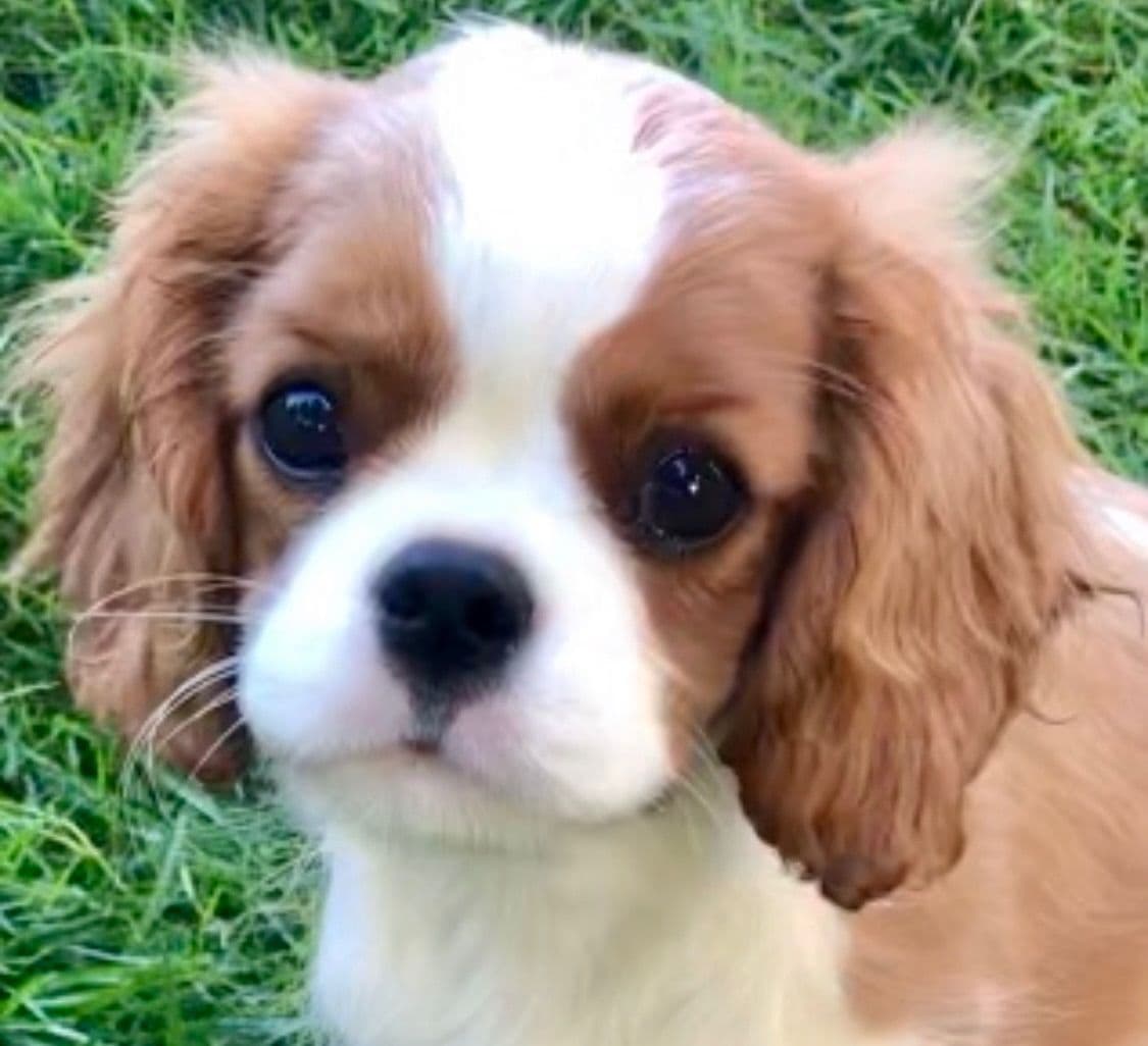 Wyndham of Petworth Cavalier King Charles Spaniel Puppies breeder image 10