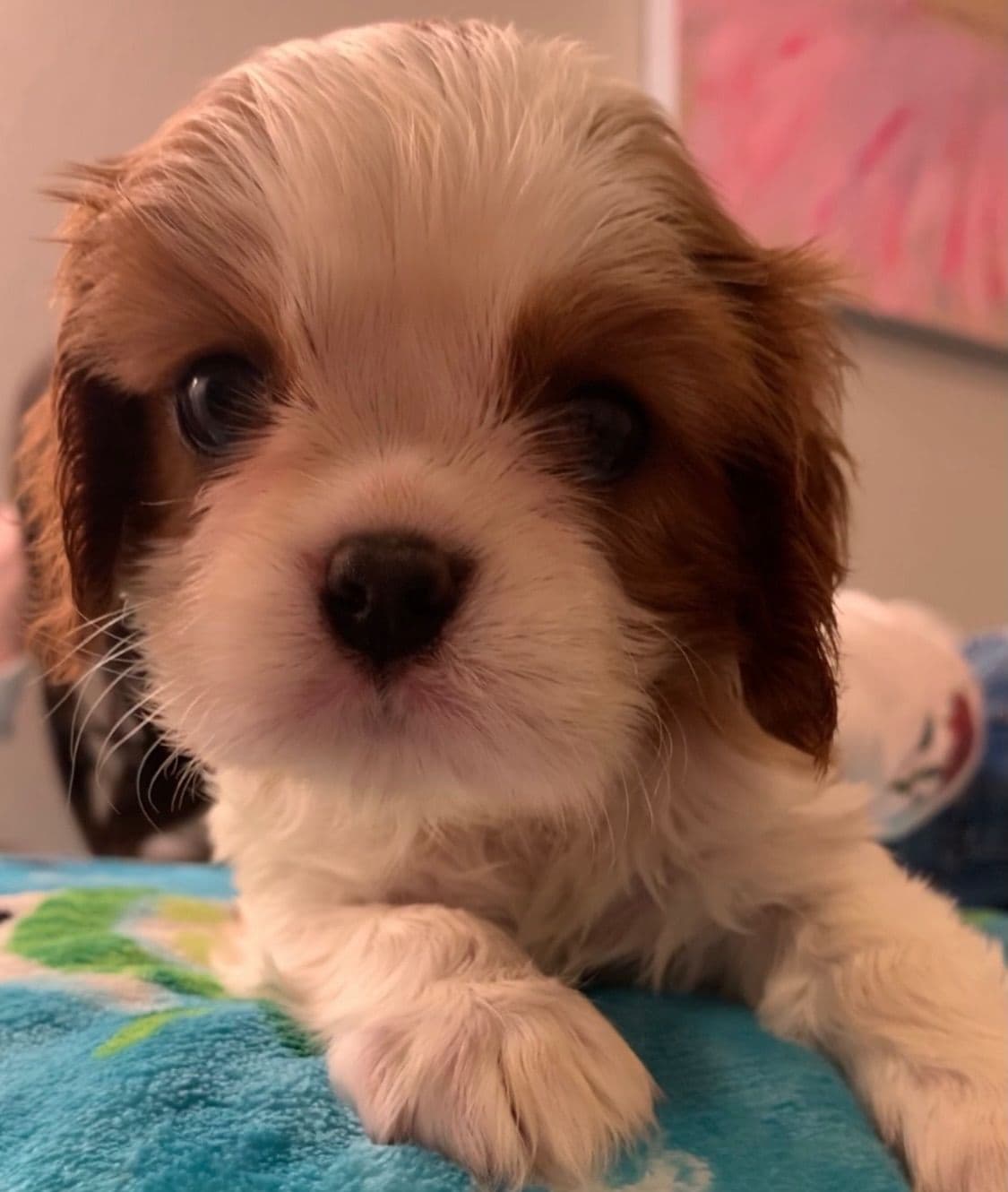 Wyndham of Petworth Cavalier King Charles Spaniel Puppies breeder image 5