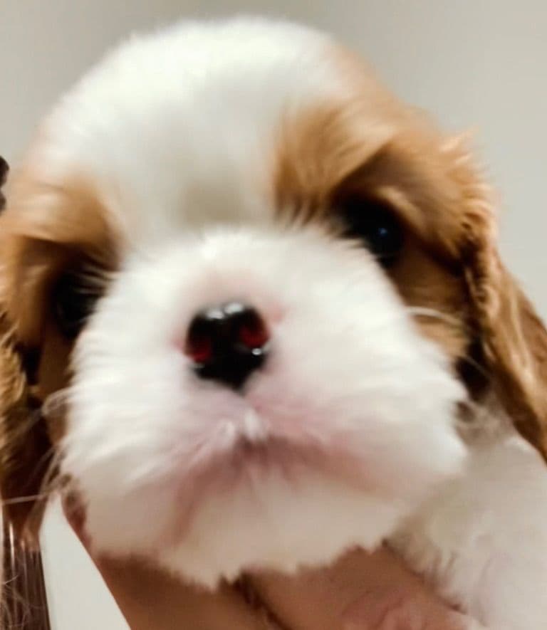 Wyndham of Petworth Cavalier King Charles Spaniel Puppies breeder image 11
