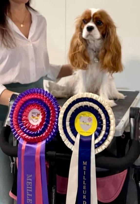 Wyndham of Petworth Cavalier King Charles Spaniel Puppies breeder image 2