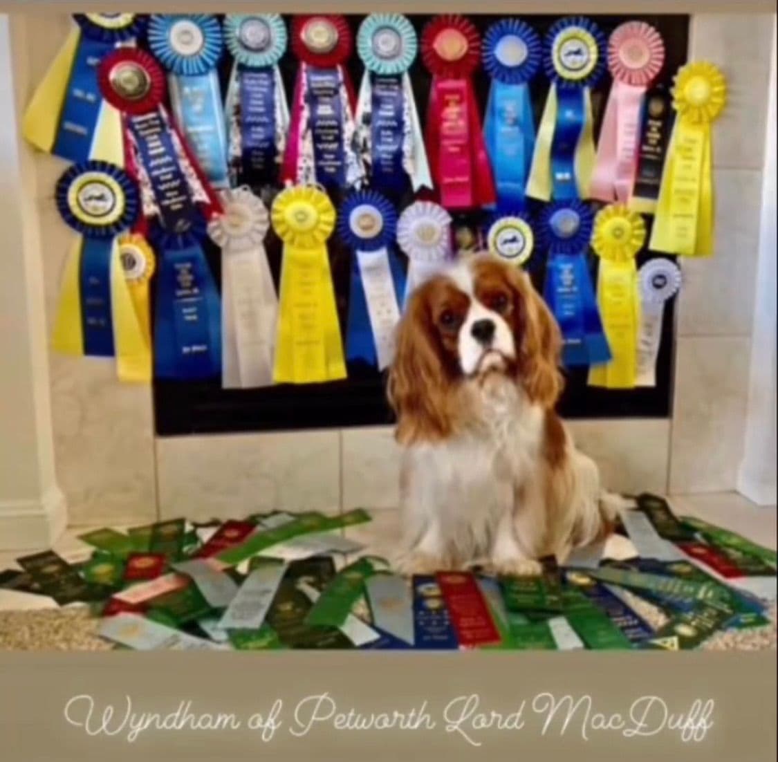 Wyndham of Petworth Cavalier King Charles Spaniel Puppies breeder image 3