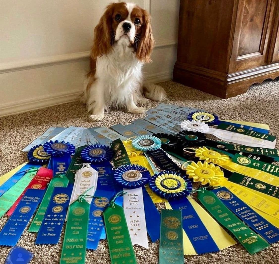 Wyndham of Petworth Cavalier King Charles Spaniel Puppies breeder image 9