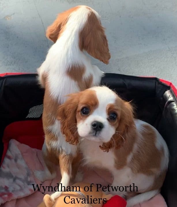 Wyndham of Petworth Cavalier King Charles Spaniel Puppies breeder image 12