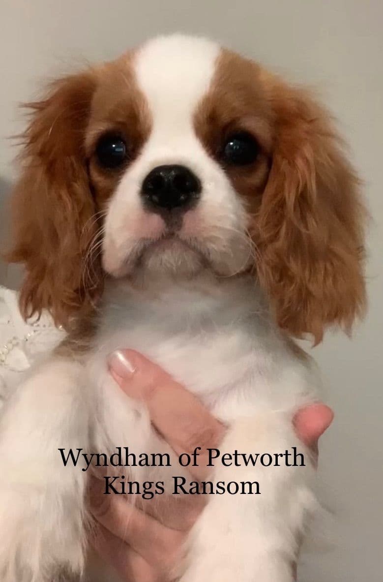 Wyndham of Petworth Cavalier King Charles Spaniel Puppies breeder image 14