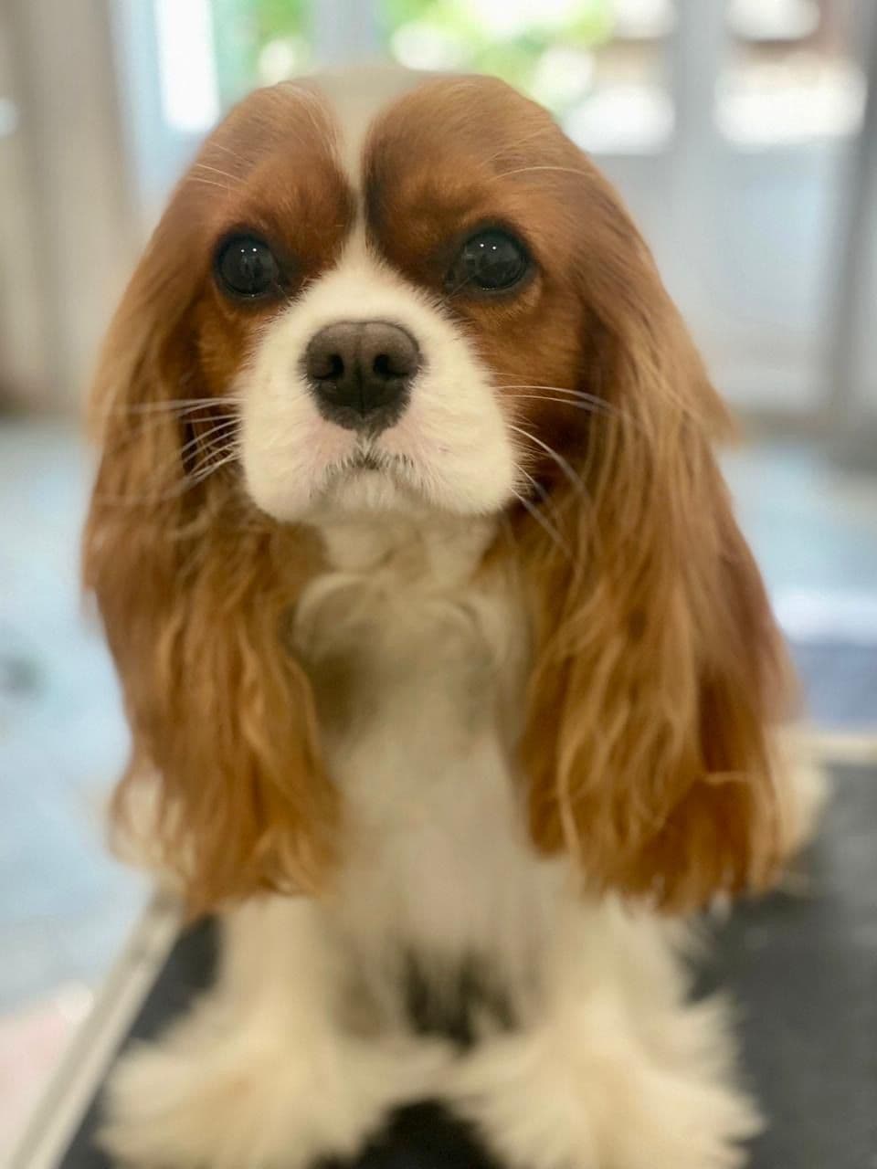 Wyndham of Petworth Cavalier King Charles Spaniel Puppies breeder image 13
