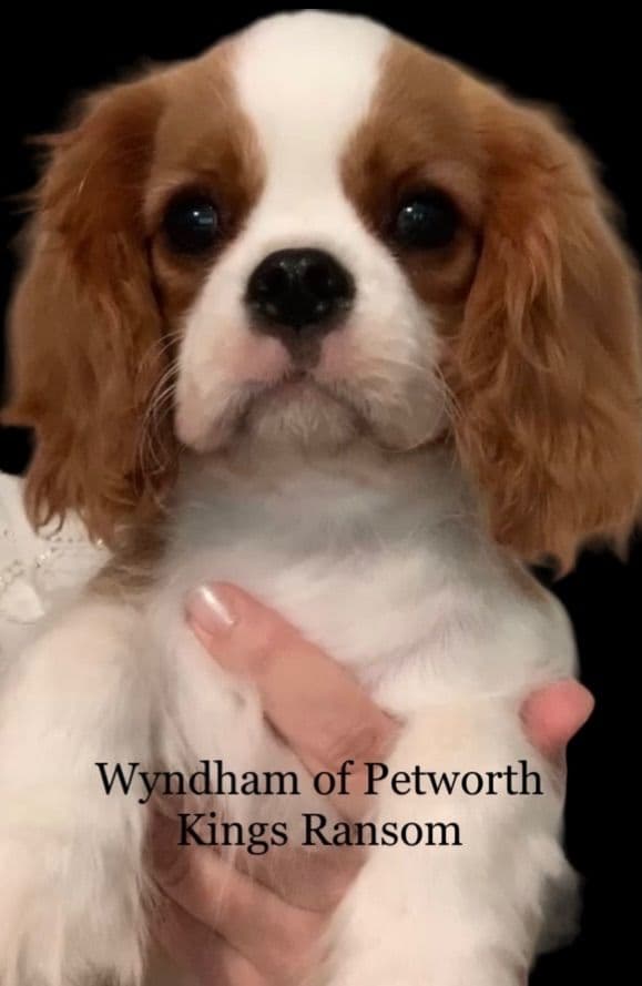 Wyndham of Petworth Cavalier King Charles Spaniel Puppies breeder image 15