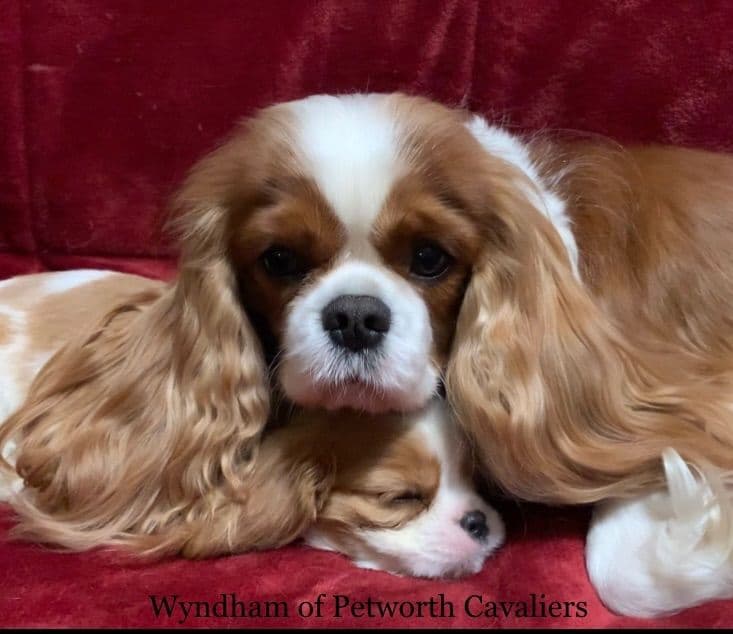 Wyndham of Petworth Cavalier King Charles Spaniel Puppies breeder image 16