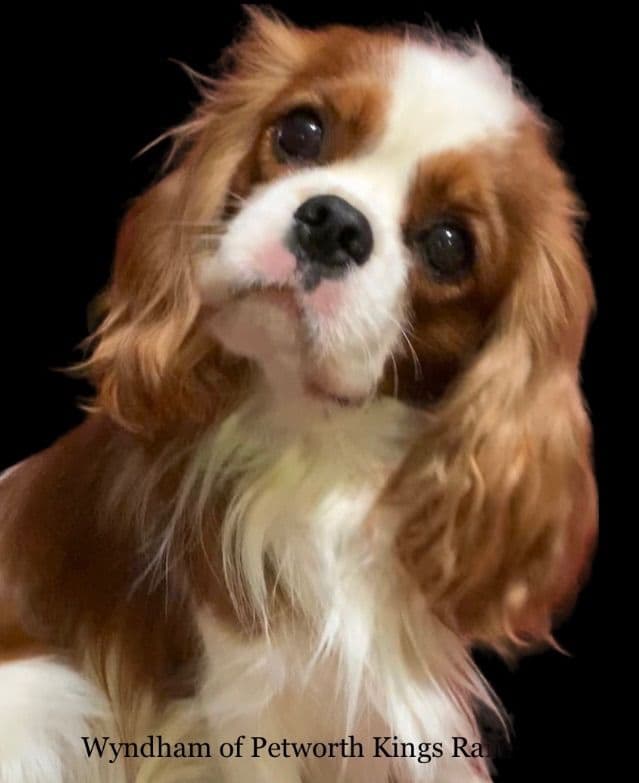 Wyndham of Petworth Cavalier King Charles Spaniel Puppies breeder image 17
