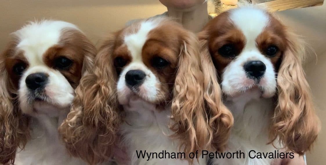 Wyndham of Petworth Cavalier King Charles Spaniel Puppies breeder image 18