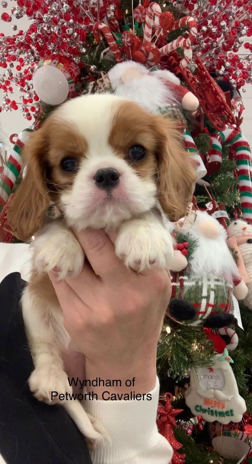 Wyndham of Petworth Cavalier King Charles Spaniel Puppies breeder image 19