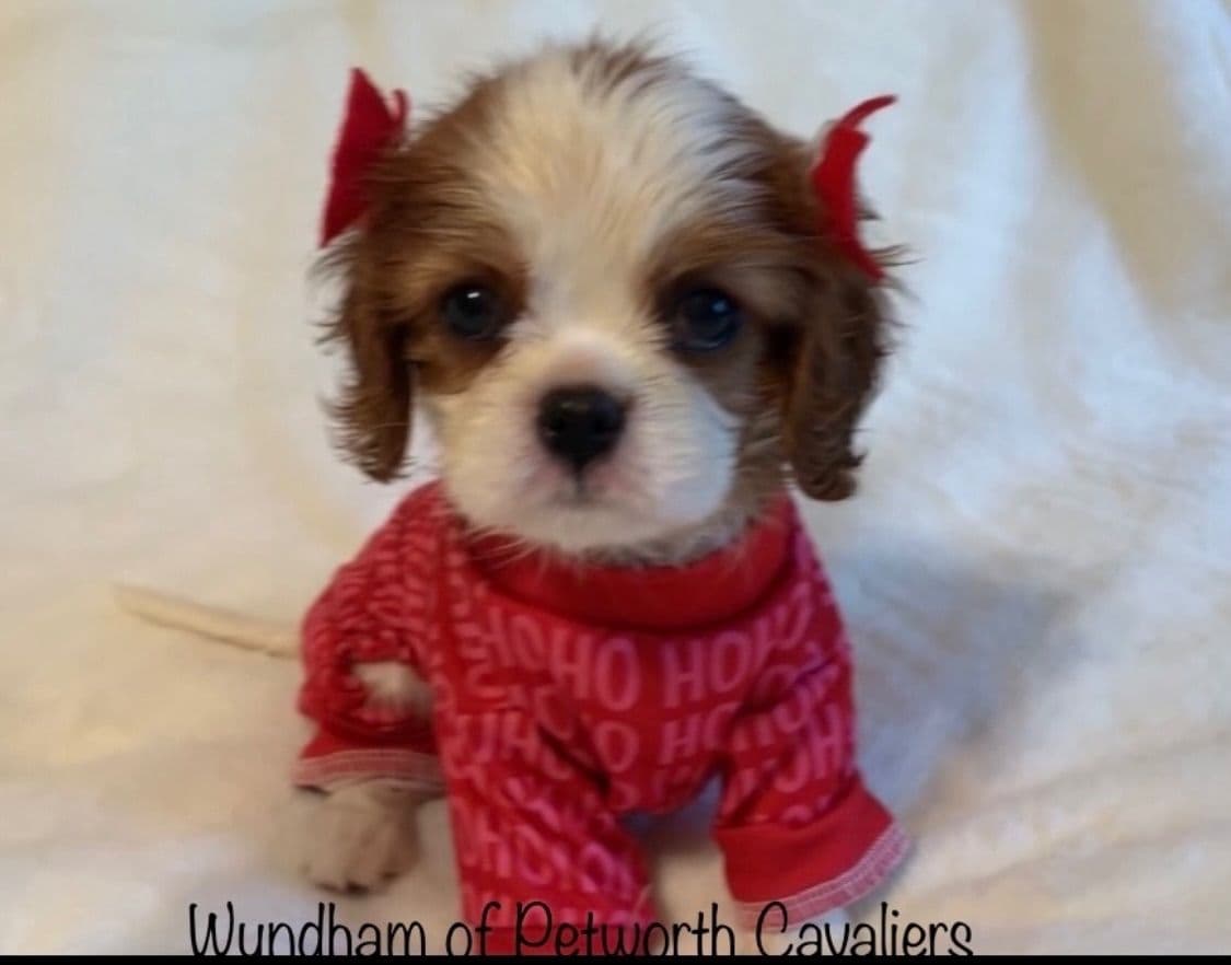 Wyndham of Petworth Cavalier King Charles Spaniel Puppies breeder image 24