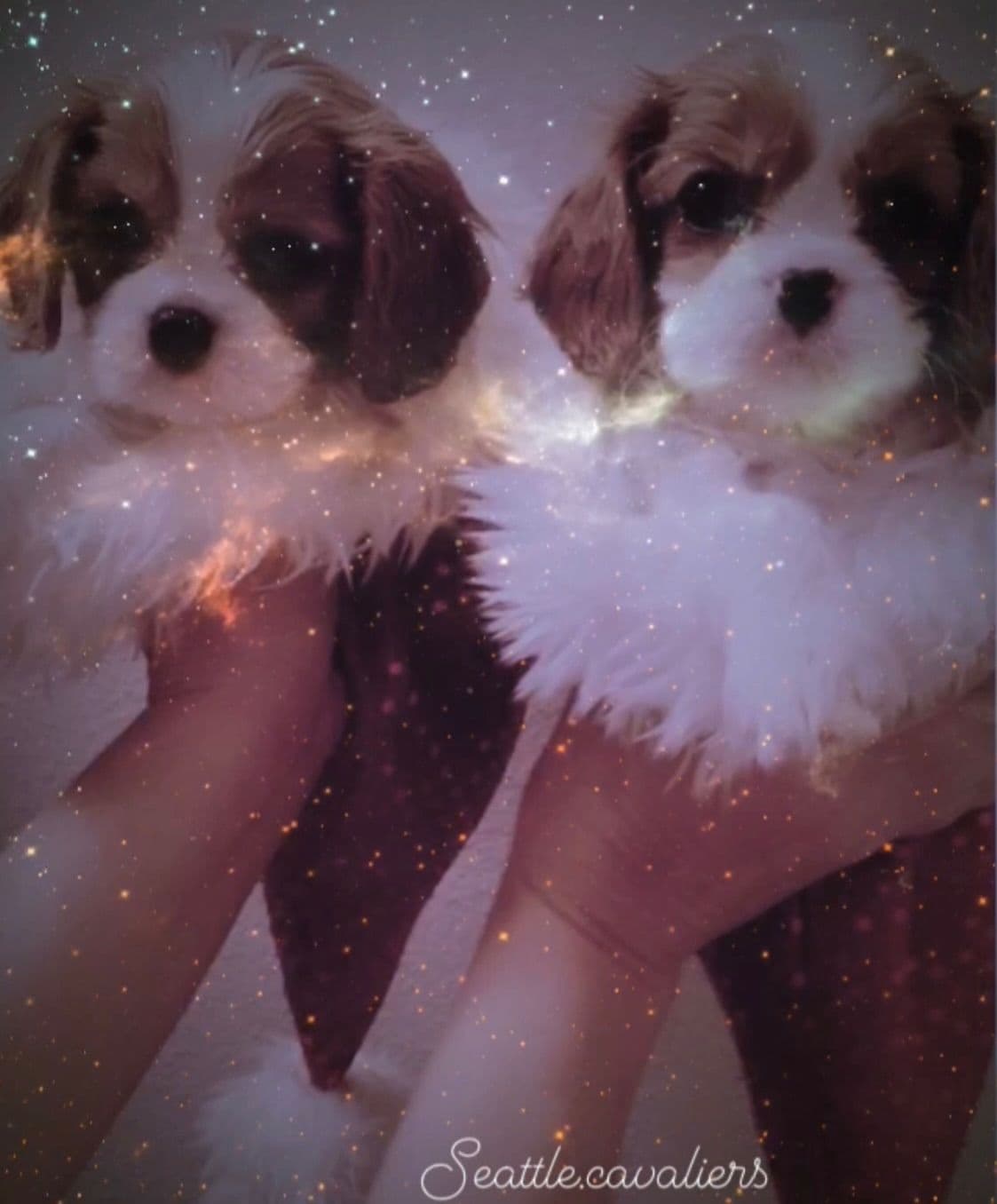 Wyndham of Petworth Cavalier King Charles Spaniel Puppies breeder image 22