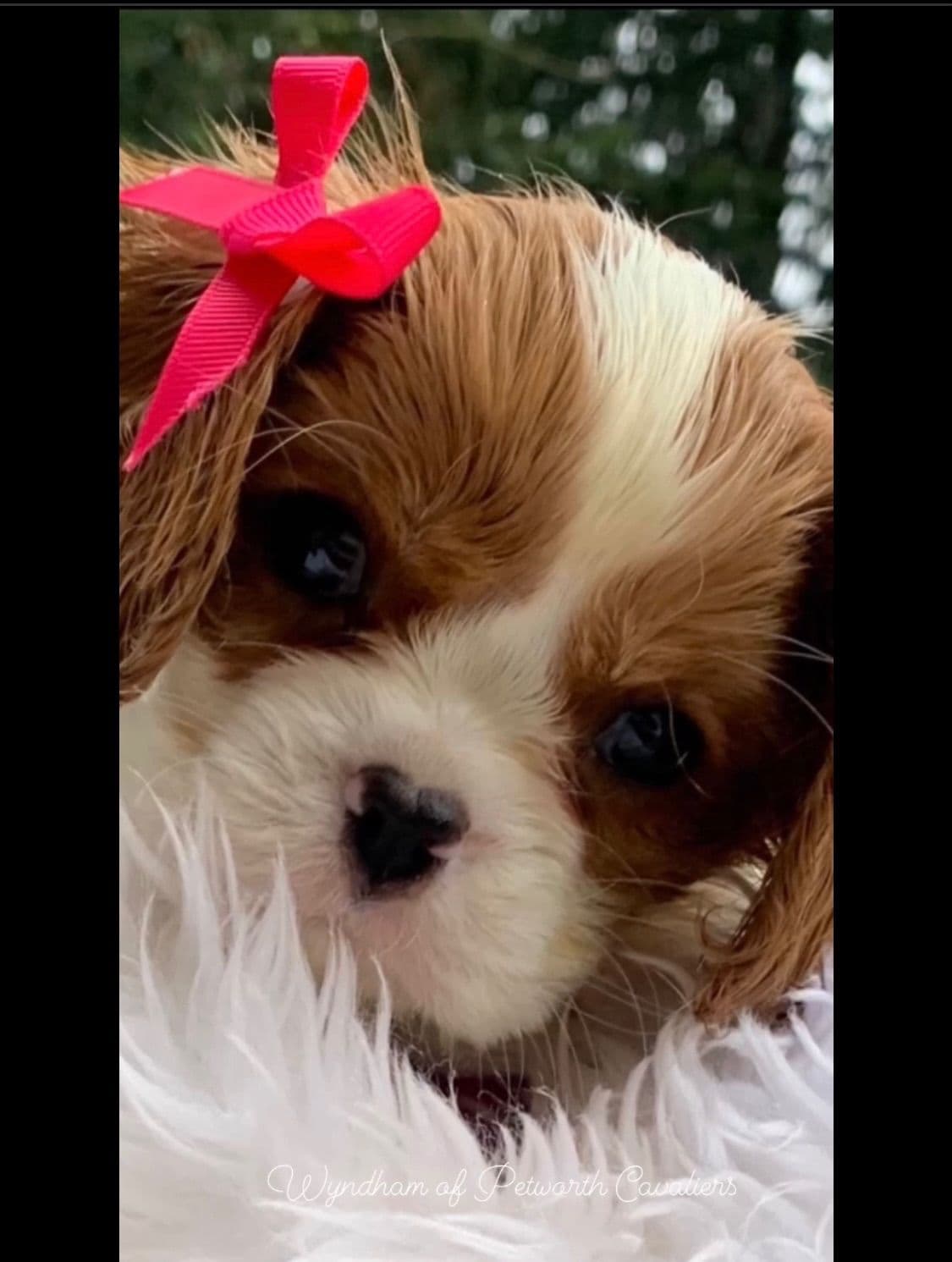Wyndham of Petworth Cavalier King Charles Spaniel Puppies breeder image 20