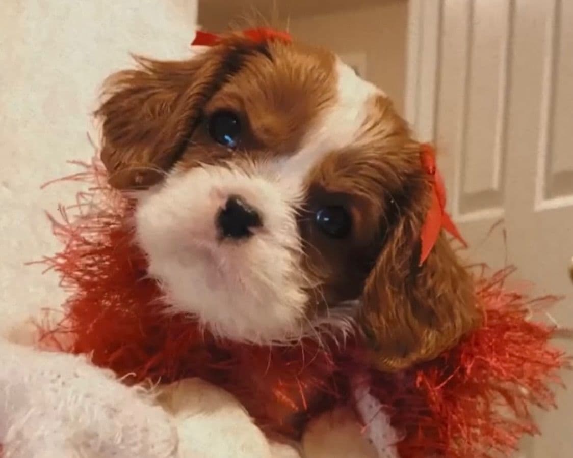Wyndham of Petworth Cavalier King Charles Spaniel Puppies breeder image 21