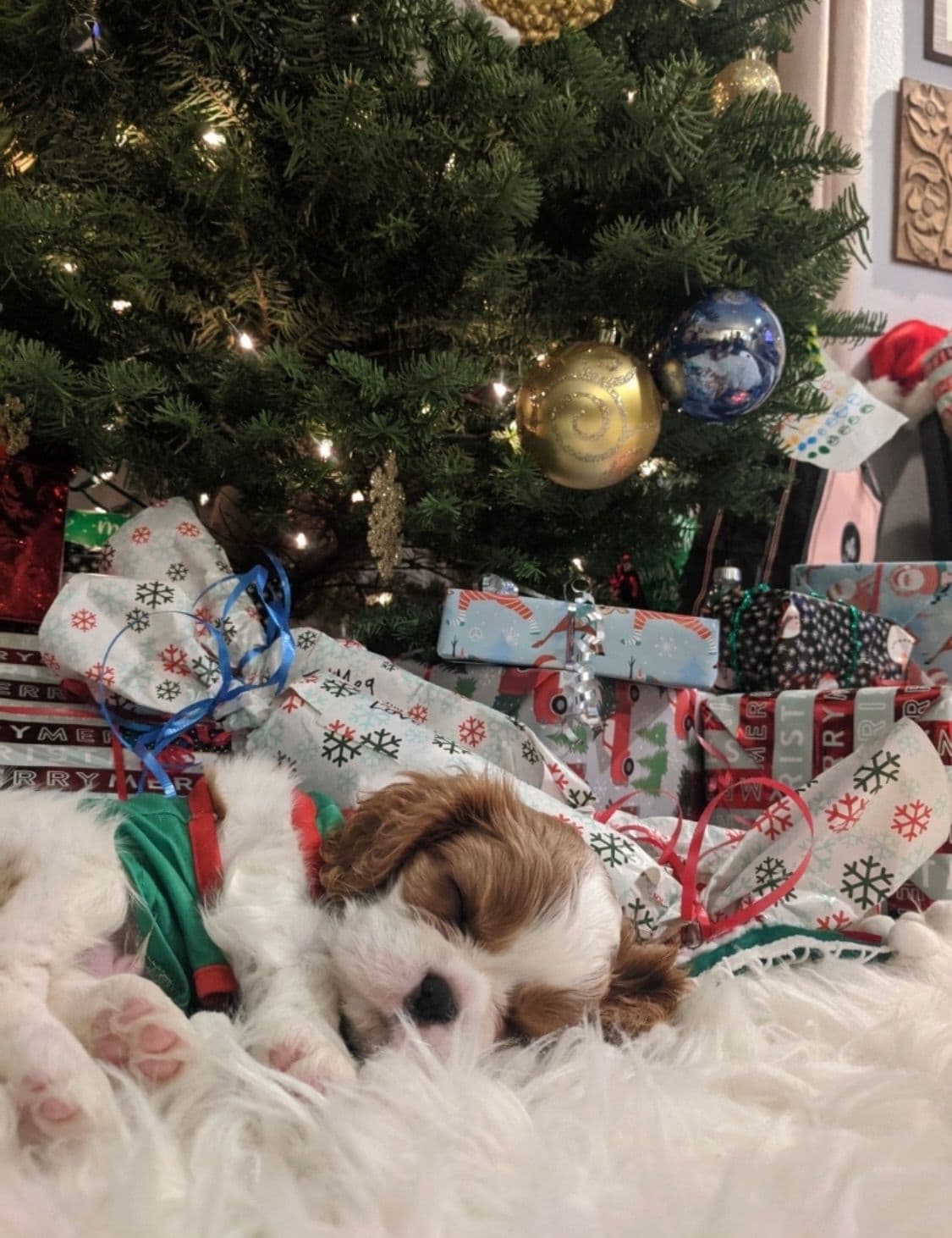 Wyndham of Petworth Cavalier King Charles Spaniel Puppies breeder image 23