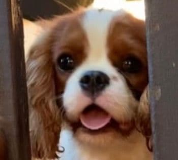 Wyndham of Petworth Cavalier King Charles Spaniel Puppies breeder image 25
