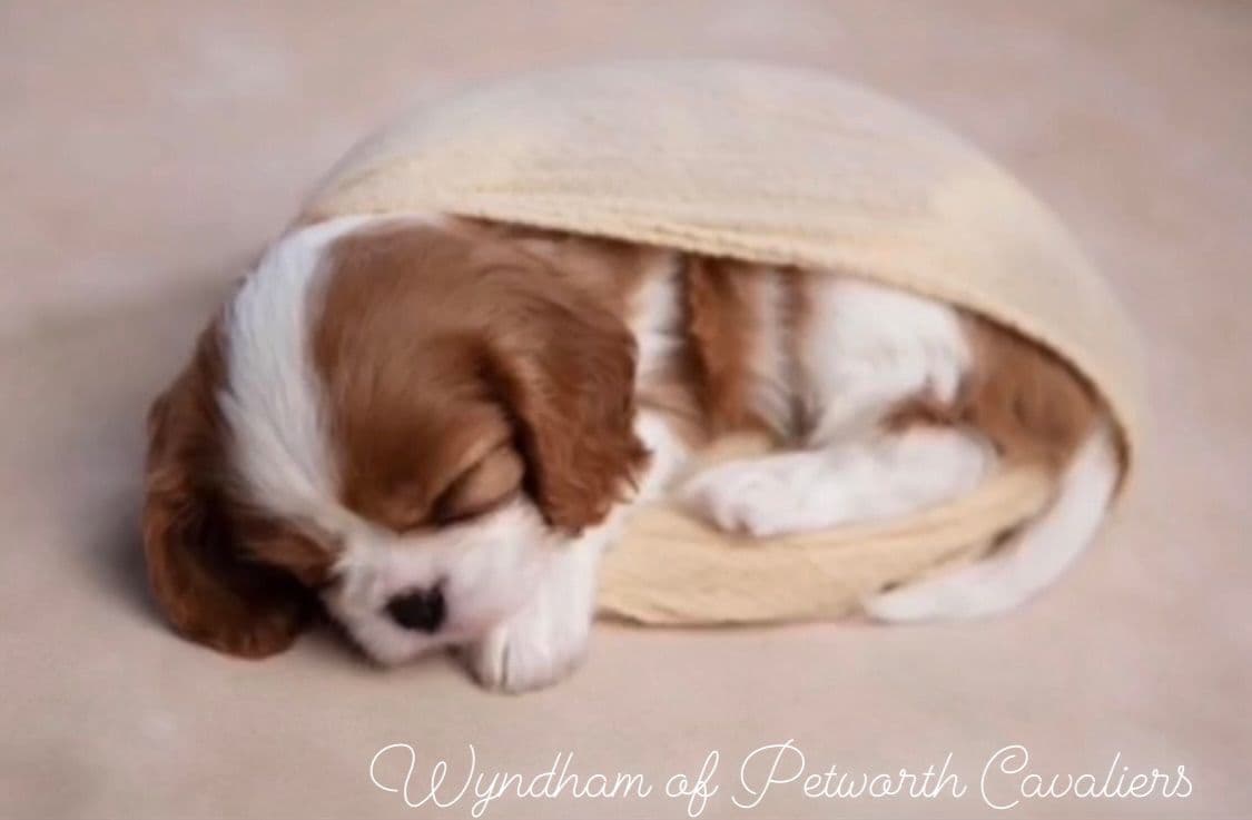 Wyndham of Petworth Cavalier King Charles Spaniel Puppies breeder image 27