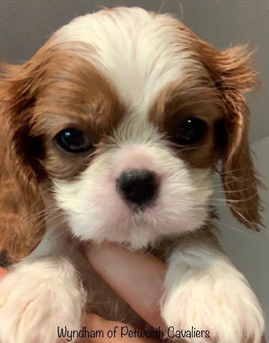 Wyndham of Petworth Cavalier King Charles Spaniel Puppies breeder image 28