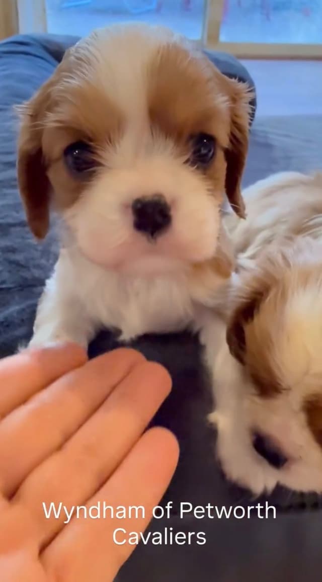 Wyndham of Petworth Cavalier King Charles Spaniel Puppies media 2