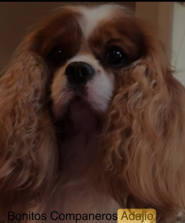 Wyndham of Petworth Cavalier King Charles Spaniel Puppies media 3