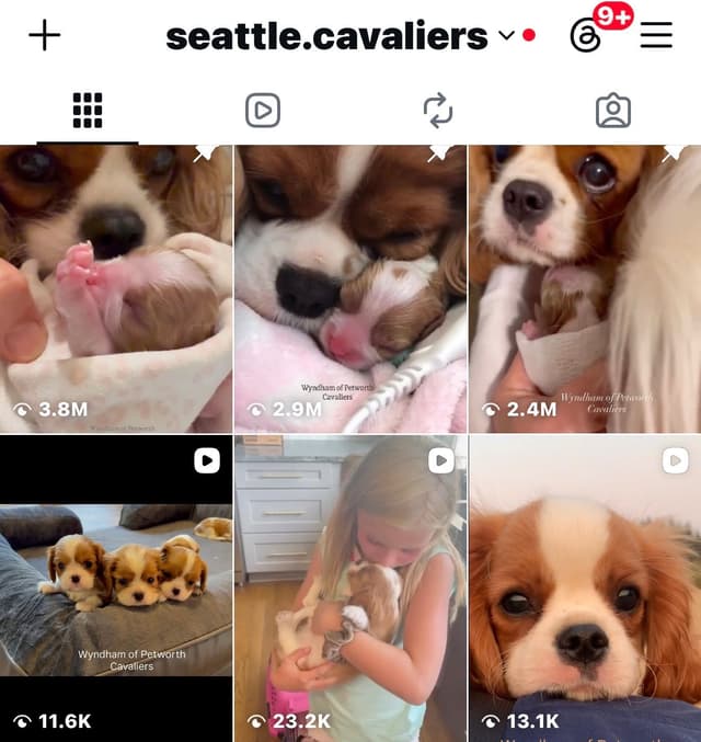 Wyndham of Petworth Cavalier King Charles Spaniel Puppies media 4