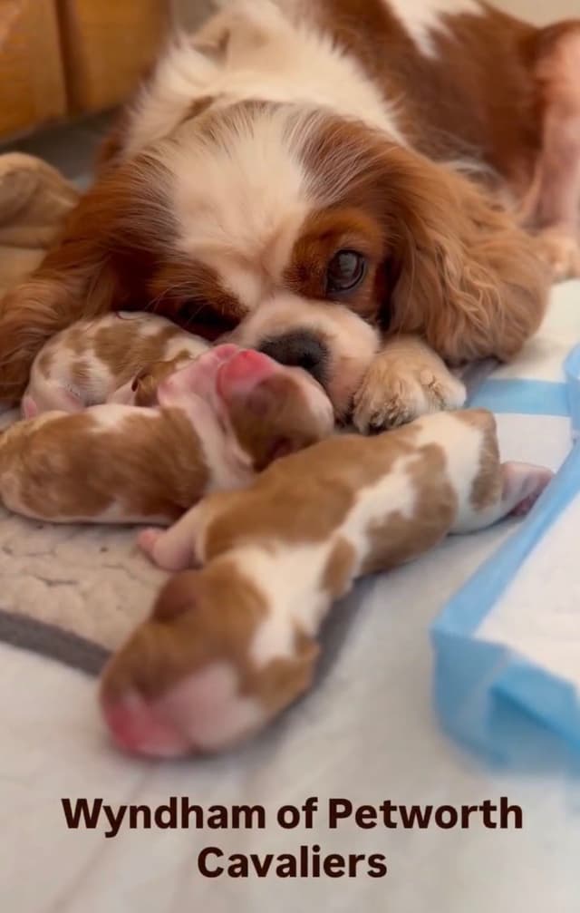 Wyndham of Petworth Cavalier King Charles Spaniel Puppies media 2