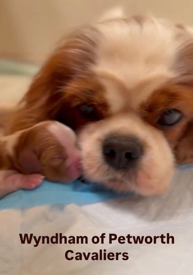 Wyndham of Petworth Cavalier King Charles Spaniel Puppies media 3