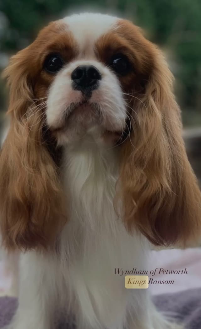Wyndham of Petworth Cavalier King Charles Spaniel Puppies media 5